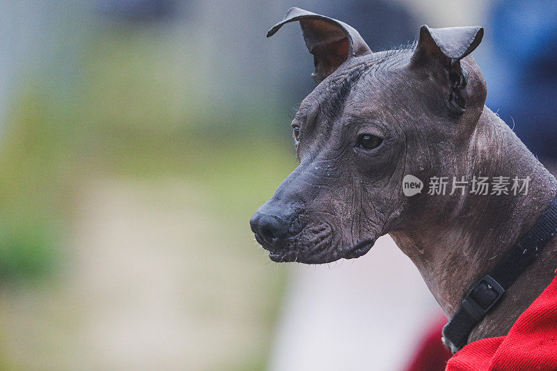 这是一种秋季流行的墨西哥裸体狗，也叫Xolo, Xoloitzcuintli或墨西哥无毛狗，由主人用皮带牵着。